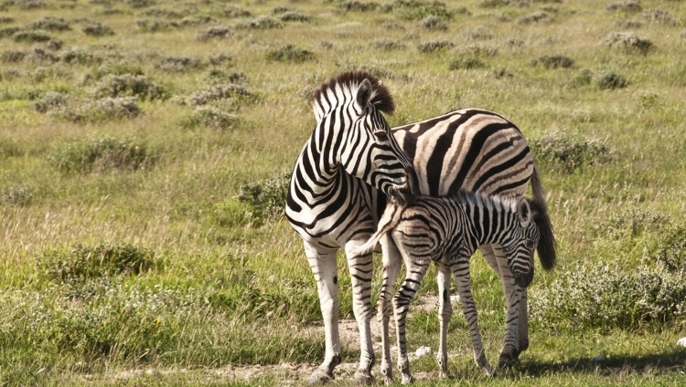 Ongava Tented Camp -  Zebra